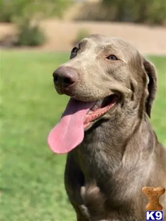 Labrador Retriever stud dog